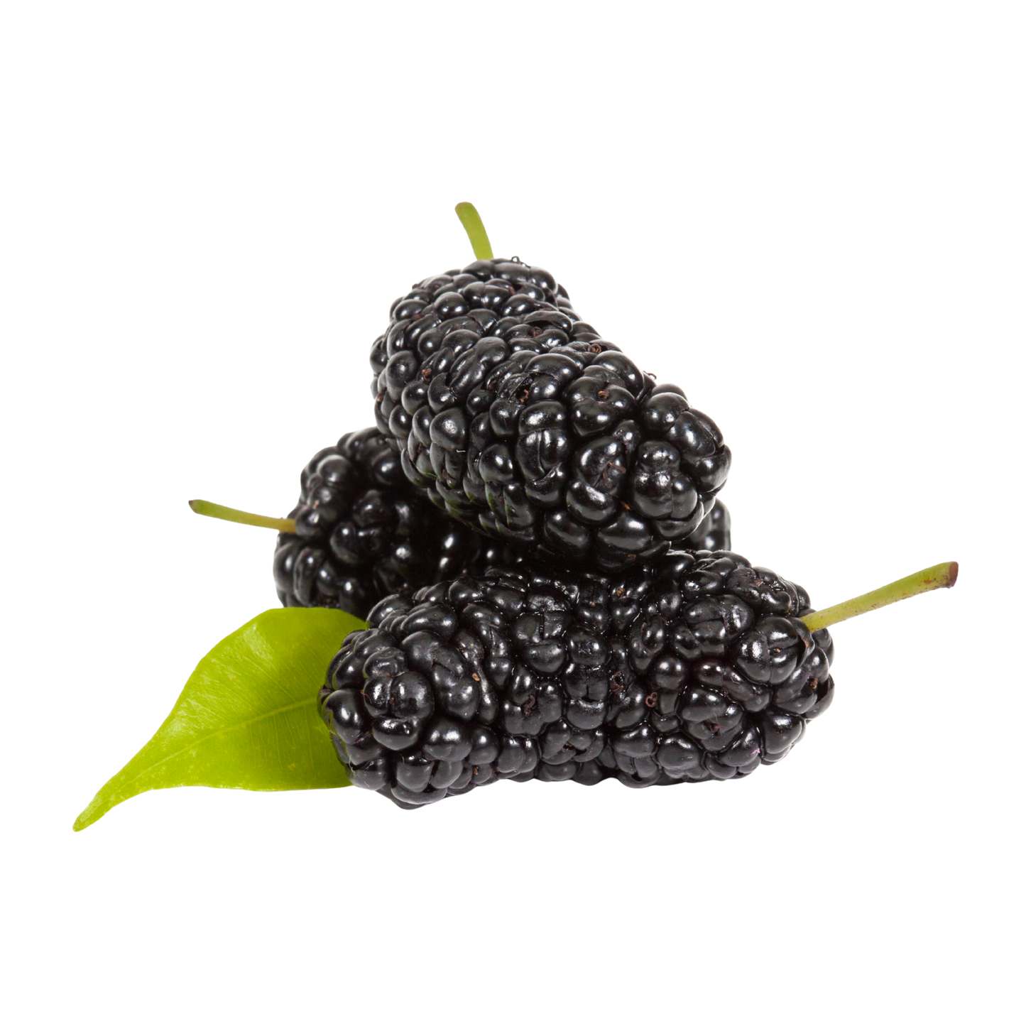Mulberry