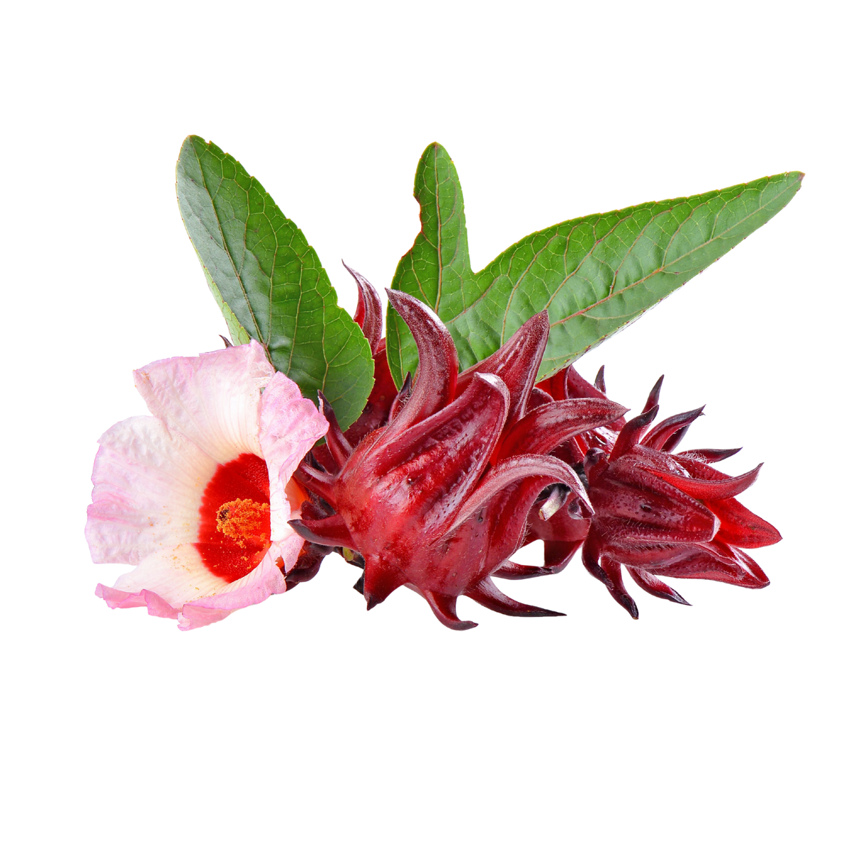 Botanical � Sorrel (Roselle)