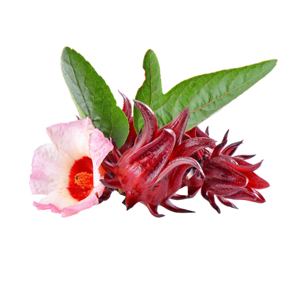 Botanical � Sorrel (Roselle)
